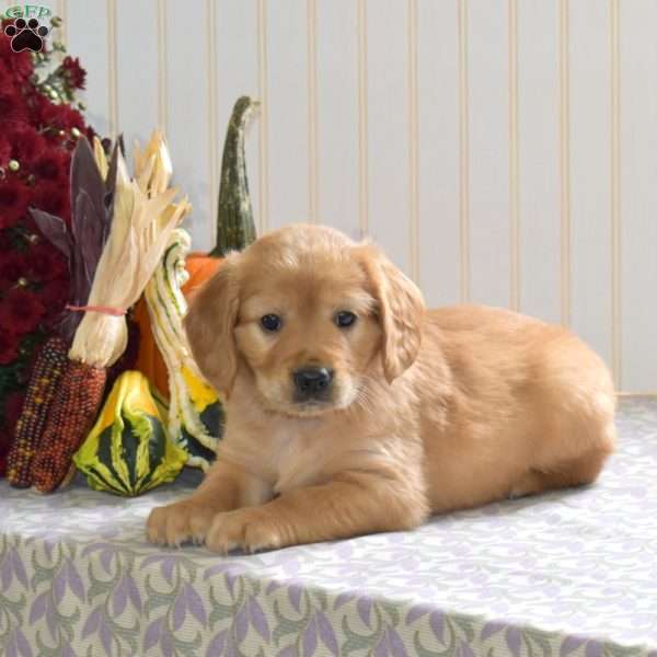 Captain, Miniature Golden Retriever Puppy