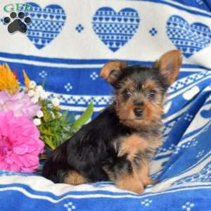 Captain, Yorkie Puppy