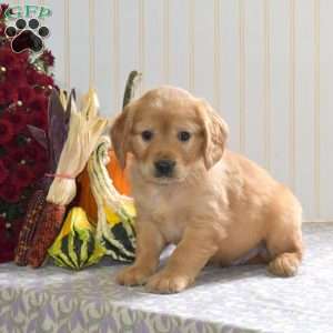 Captain, Miniature Golden Retriever Puppy