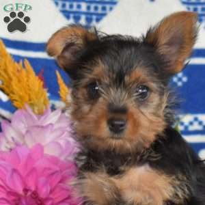 Captain, Yorkie Puppy