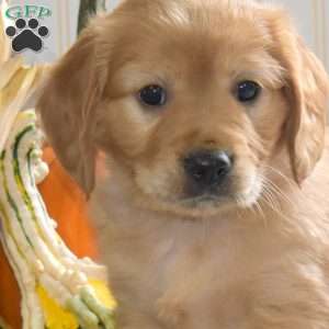 Captain, Miniature Golden Retriever Puppy