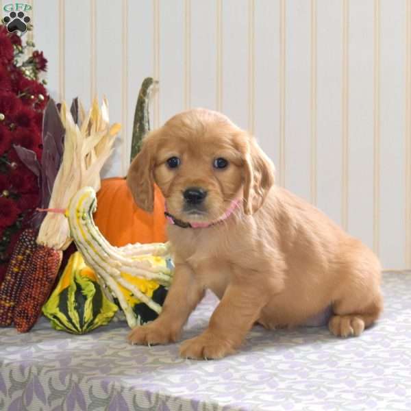 Caramel, Miniature Golden Retriever Puppy