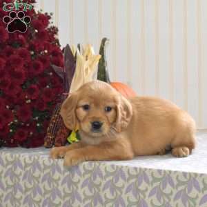 Caramel, Miniature Golden Retriever Puppy