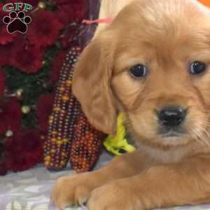 Caramel, Miniature Golden Retriever Puppy