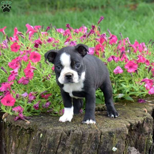 Carl, Boston Terrier Puppy