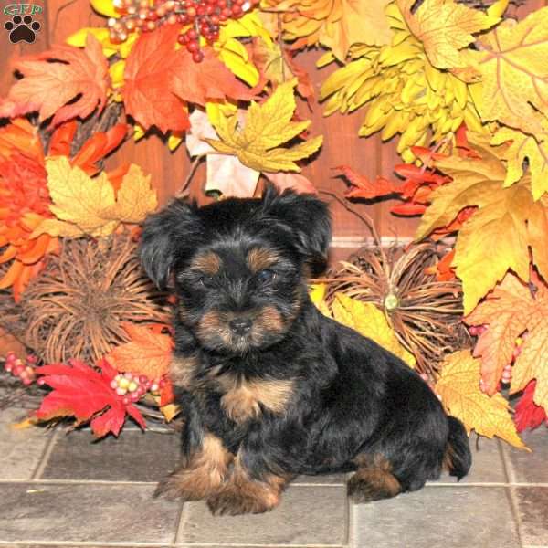 Carla, Yorkie Puppy
