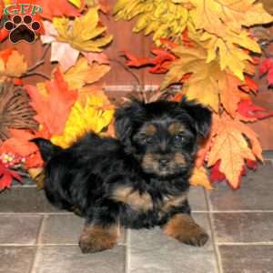 Carla, Yorkie Puppy