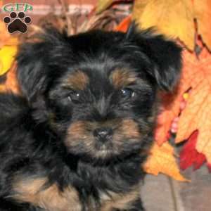 Carla, Yorkie Puppy