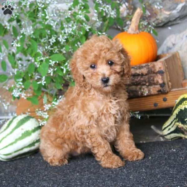 Carla, Miniature Poodle Puppy