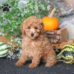 Carla, Miniature Poodle Puppy