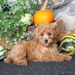 Carla, Miniature Poodle Puppy