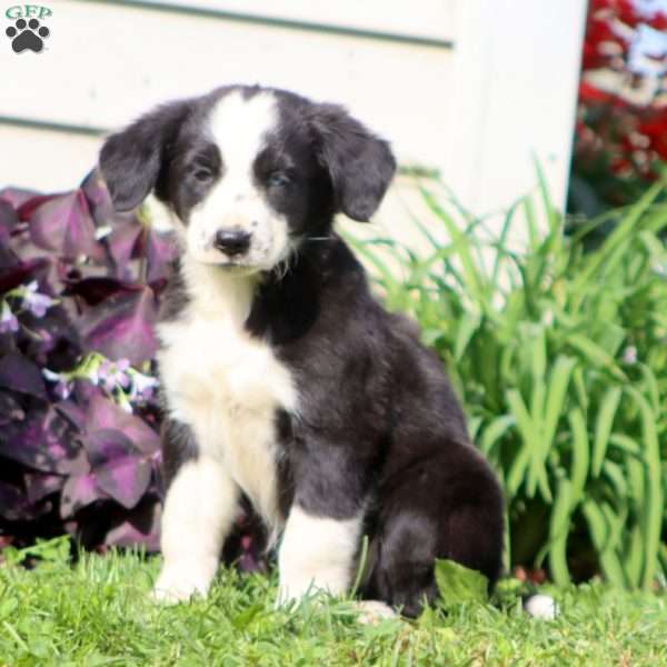 Carol, Border Collie Mix Puppy