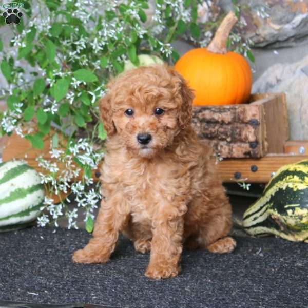 Carol, Miniature Poodle Puppy