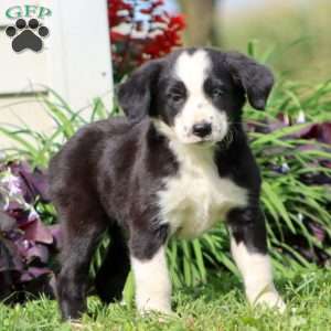 Carol, Border Collie Mix Puppy