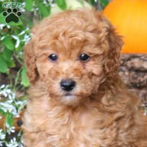 Carol, Miniature Poodle Puppy