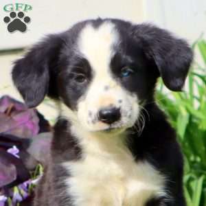 Carol, Border Collie Mix Puppy