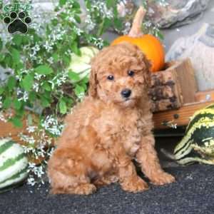 Carol, Miniature Poodle Puppy