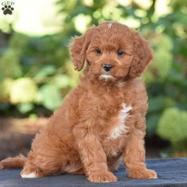 Carrie, Cavapoo Puppy