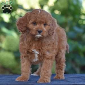 Carrie, Cavapoo Puppy