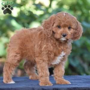 Carrie, Cavapoo Puppy