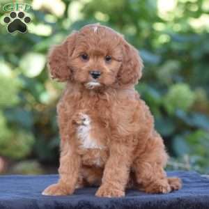 Carrie, Cavapoo Puppy