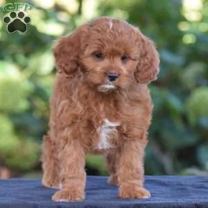 Carrie, Cavapoo Puppy