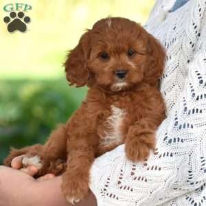 Carrie, Cavapoo Puppy