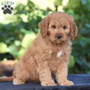 Carson, Cavapoo Puppy