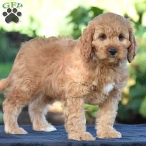 Carson, Cavapoo Puppy