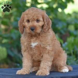 Carson, Cavapoo Puppy