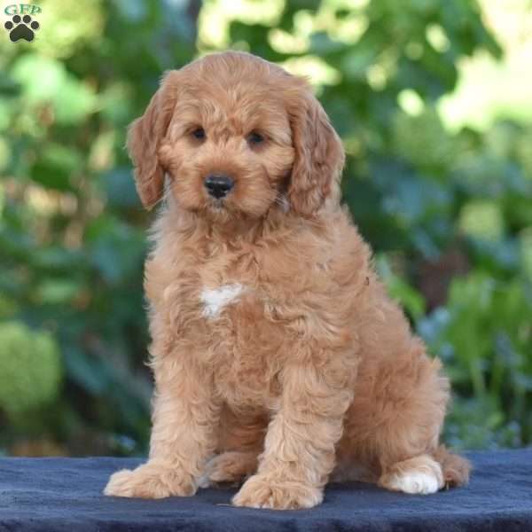 Carson, Cavapoo Puppy