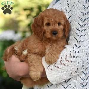 Carson, Cavapoo Puppy