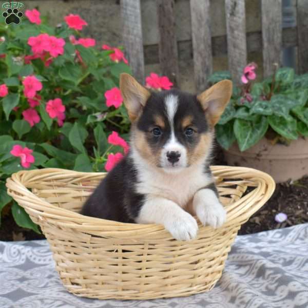 Cash, Pembroke Welsh Corgi Puppy