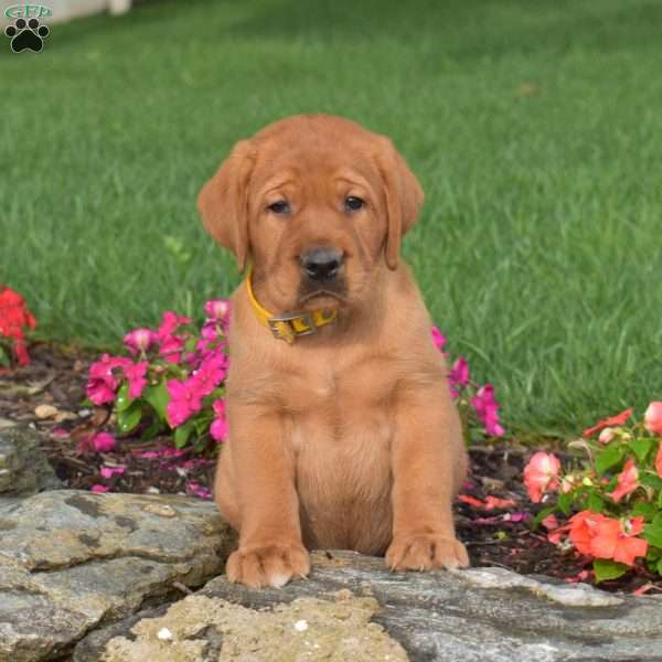 Cash, Fox Red Labrador Retriever Puppy