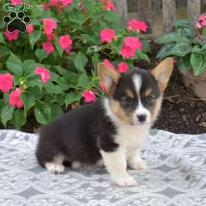 Cash, Pembroke Welsh Corgi Puppy