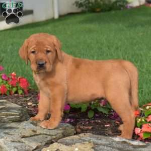 Cash, Fox Red Labrador Retriever Puppy