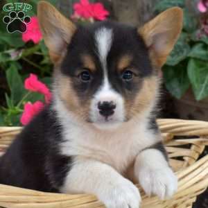 Cash, Pembroke Welsh Corgi Puppy