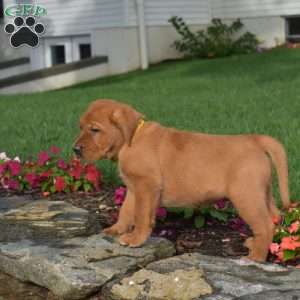 Cash, Fox Red Labrador Retriever Puppy
