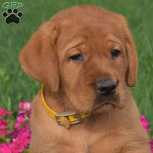 Cash, Fox Red Labrador Retriever Puppy
