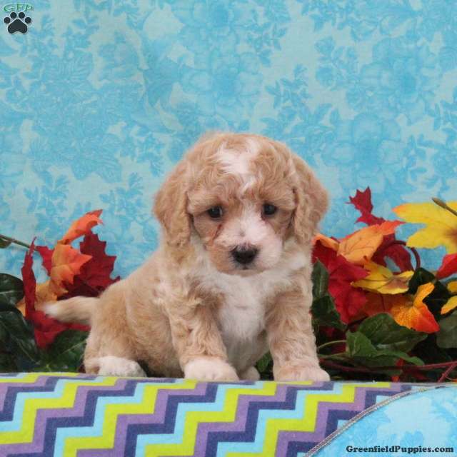 Cashew (Bich-Poo, Female) in Quarryville, PA