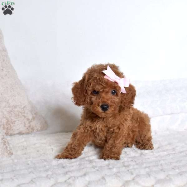 Cashmere, Miniature Poodle Puppy