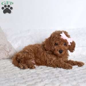 Cashmere, Miniature Poodle Puppy
