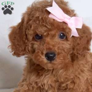 Cashmere, Miniature Poodle Puppy