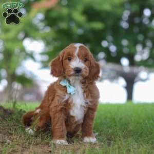 Casper, Mini Goldendoodle Puppy