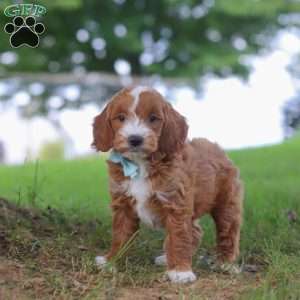 Casper, Mini Goldendoodle Puppy