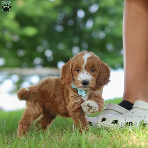 Casper, Mini Goldendoodle Puppy