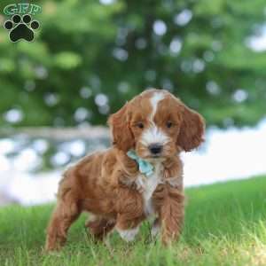 Casper, Mini Goldendoodle Puppy