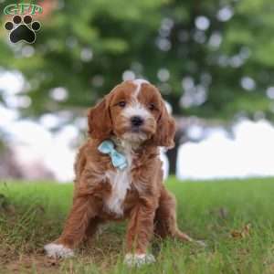 Casper, Mini Goldendoodle Puppy