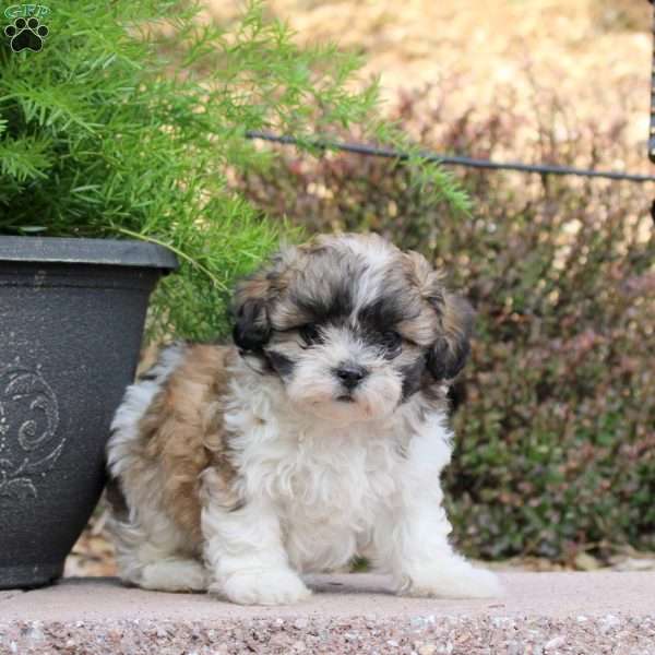 Casper, Teddy Bear Puppy