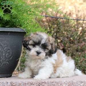 Casper, Teddy Bear Puppy